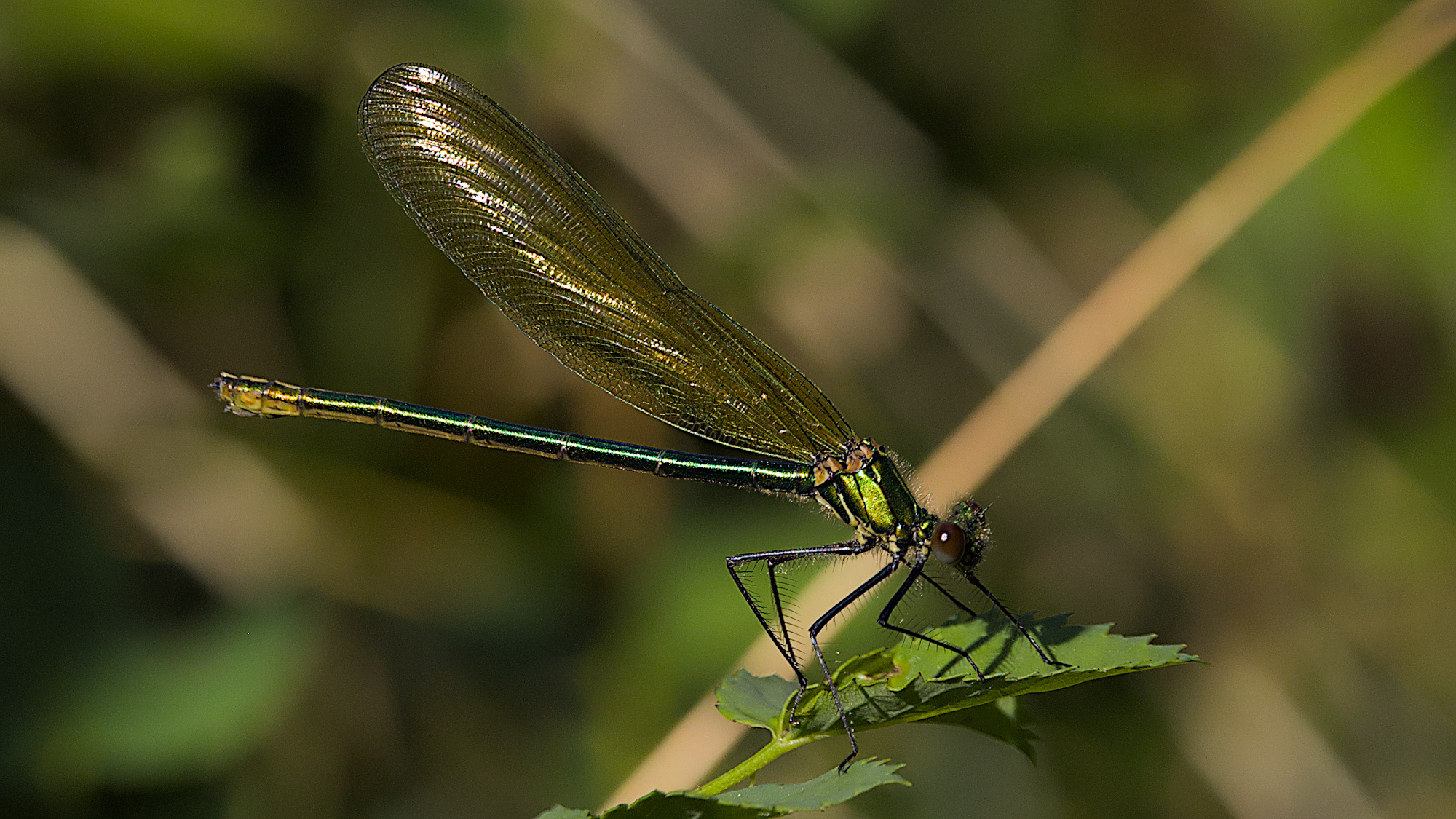 Gebänderte Prachtlibelle (w)